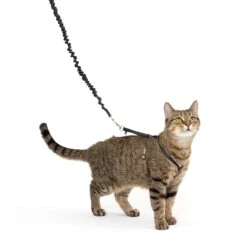 Come With Me Kitty™ Cat Harness & Bungee Leash