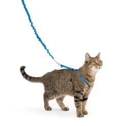 Come With Me Kitty™ Cat Harness & Bungee Leash 23 Come With Me Kitty™ Cat Harness & Bungee Leash -PetSafe® Come With Me Kitty M PD In Use 02 3dfaebaa cace 46cb 8f33 462c6902ca4f