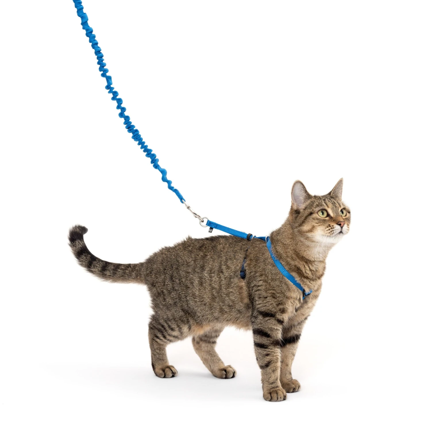 Come With Me Kitty™ Cat Harness & Bungee Leash 13 Come With Me Kitty™ Cat Harness & Bungee Leash - Image 11
