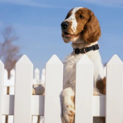 KeepSafe® Collar -PetSafe® KSC P02