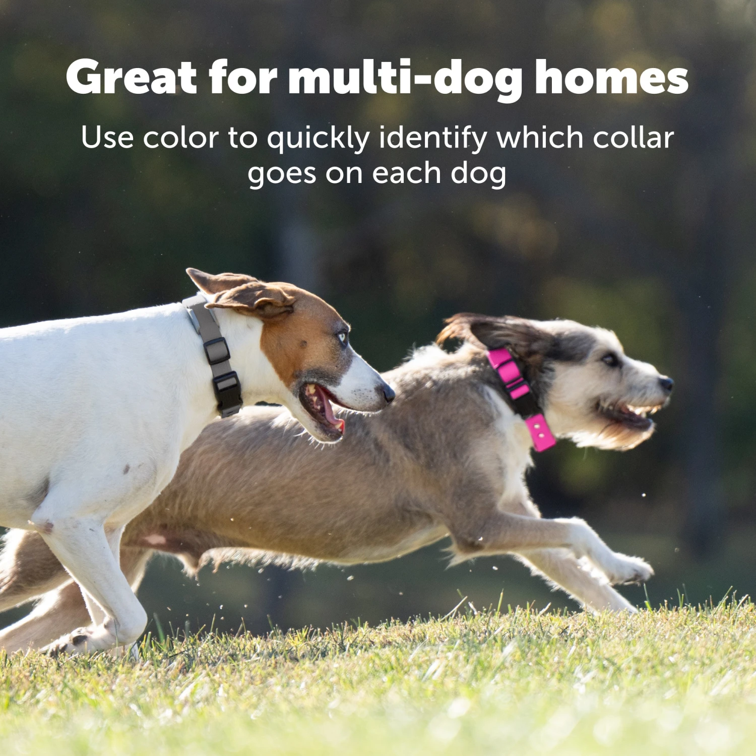 Replacement Strap For Guardian® GPS + Tracking Dog Fence Collar And Guardian® GPS Dog Fence Collar 4 Replacement Strap For Guardian® GPS + Tracking Dog Fence Collar And Guardian® GPS Dog Fence Collar - Image 2