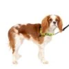 Deluxe Easy Walk® Harness -PetSafe® a9mxnbsqpdnduu8qgolk 86d74bc2 7245 471b a3df d453a6abca3d