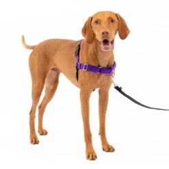 Easy Walk® Harness, No Pull Dog Harness -PetSafe® aqnaizpnbvxgqlxeziyo 24697d84 4956 489d b3d5 64c257a10b89