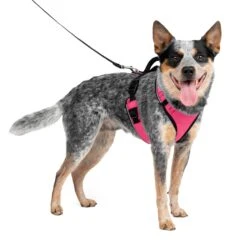 EasySport Harness 39 EasySport Harness -PetSafe® c5nuogdic8dpnopltol3 a8dc9dda 2930 499e a590 2c07ed6c27dc