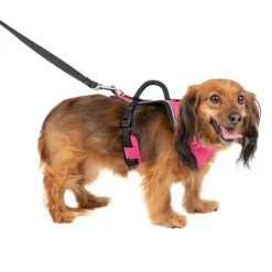 EasySport Harness 37 EasySport Harness -PetSafe® c7fwspxvm69v1ga9urjs eae92722 39eb 4290 8ccd 7d5fda433521