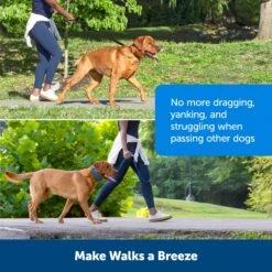 Soft Point Training Collar 18 Soft Point Training Collar -PetSafe® dgybol7x7pmcdjqfmobg d394fdd9 d716 40a9 b1a1 d45a0feab25f