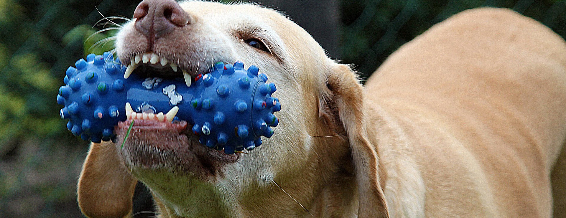 PetSafe® -PetSafe® dog 167663 1920