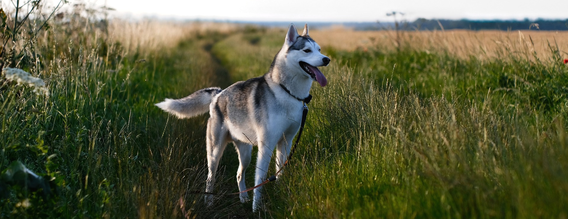 PetSafe® -PetSafe® dog 9361321 1920