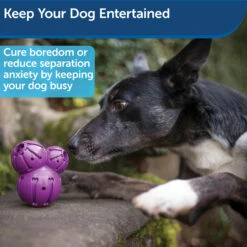 Busy Buddy® Barnacle -PetSafe® dvgehaqi4s6qlakgkdag 0f89426e 9a26 4021 8390 dc40a49eff0a