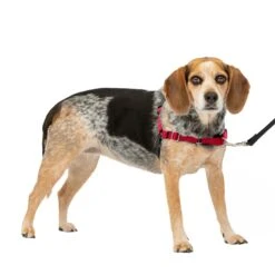 Easy Walk® Harness, No Pull Dog Harness -PetSafe® ebp1asq0dyq5qc8lw8yk 70e6789f 8ae3 4742 ba38 fad04711533b