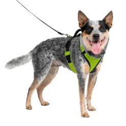 EasySport Harness 33 EasySport Harness -PetSafe® ei2p9fquz2ueljzxp0dj b61b611d bc54 4c1b 93fc c95c68ea5f2f