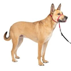 Gentle Leader® Headcollar, No-Pull Dog Collar -PetSafe® fbo2tehew0xlrh4i7miq