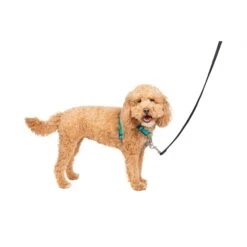 3 In 1 Harness -PetSafe® fbu3exsjmtu97jwdhdoi b6dbbd2d 4062 4120 ae1d 7243c5e58f9b