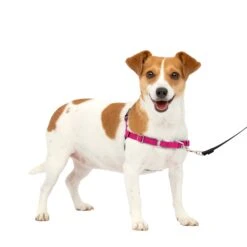 Easy Walk® Harness, No Pull Dog Harness -PetSafe® g6fez3psos6izleufbqr 1cb9378b 0ae7 44c1 8b84 01f3501de4e4