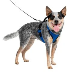 EasySport Harness 26 EasySport Harness -PetSafe® gac8pgiem5rxqm23rfgn 74263ce4 d0db 4df7 be1b 40d5366b1702