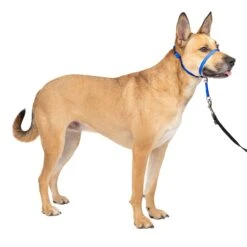 Gentle Leader® Headcollar, No-Pull Dog Collar -PetSafe® gtpm6p96aazfsp7io3c3