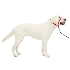 Gentle Leader® Headcollar, No-Pull Dog Collar -PetSafe® gvjkgzwvyxpc2o0seybr