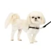 Easy Walk® Harness, No Pull Dog Harness -PetSafe® hzsgfqllulau0fkksqbi af7aef10 4a6f 4f76 801f 2f2b1c85f66f