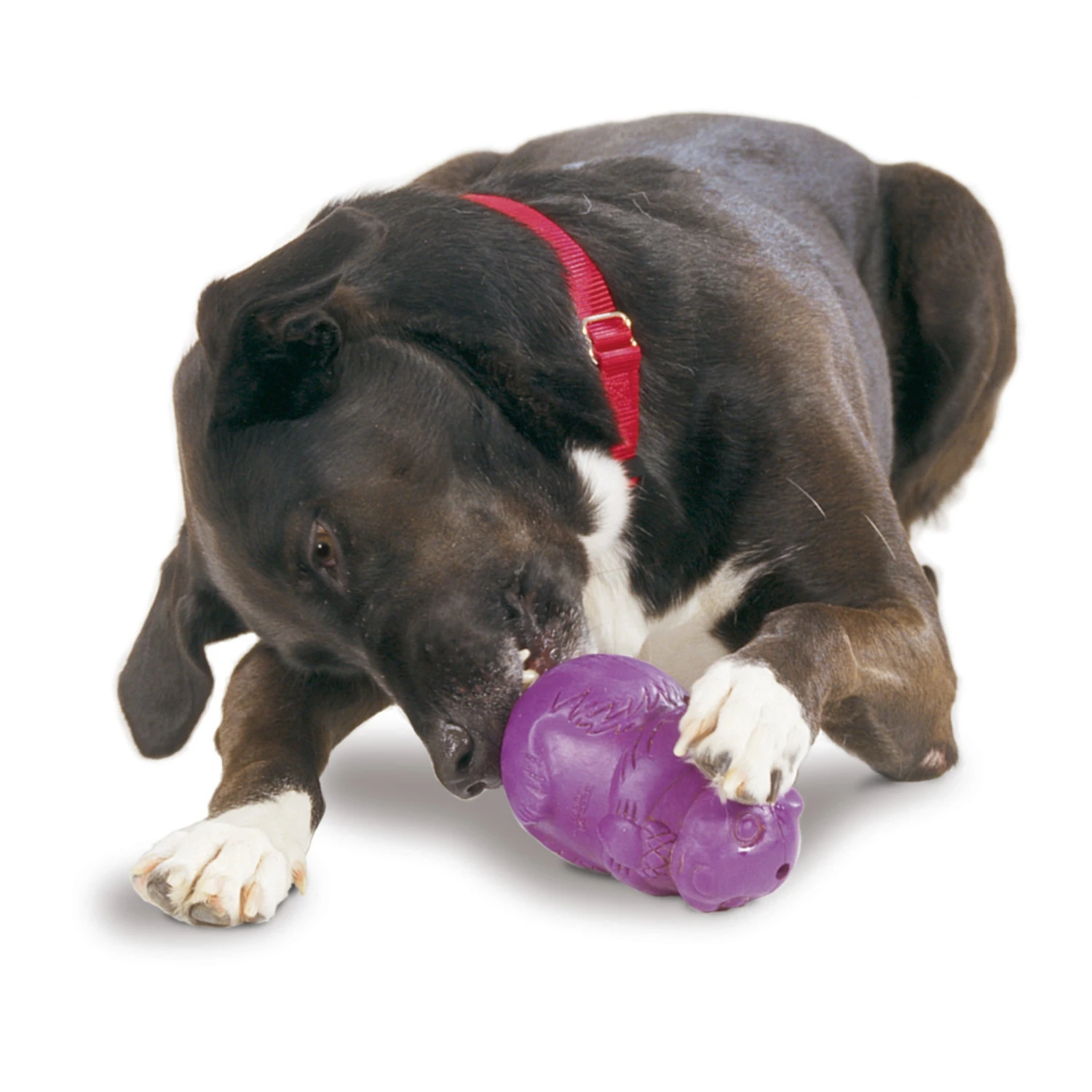 Busy Buddy® Squirrel Dude™ 4 Busy Buddy® Squirrel Dude™ - Image 3