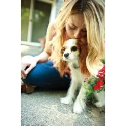 Deluxe Little Dog In-Ground Fence™ Receiver Collar -PetSafe® ihym0h7clm0bbf01slkj d4ab8ab7 2965 444c a87d b6f9de982f06