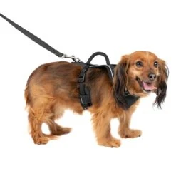 EasySport Harness 35 EasySport Harness -PetSafe® iy2tvwircsje1enst2hn 68ad593c 3b14 4d38 9b55 4770db4739ba