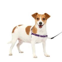 Easy Walk® Harness, No Pull Dog Harness -PetSafe® j2wfrpfqpsmjp8bpdvyv fba227e8 eec7 40e7 8b2a 8a439e786436