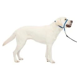 Gentle Leader® Headcollar, No-Pull Dog Collar -PetSafe® jl7llpvmieni1cpxi22h