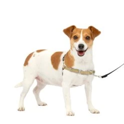 Easy Walk® Harness, No Pull Dog Harness -PetSafe® jsaq9urwqdg8rdojz0ql c855c29c 6aeb 4cb9 98a6 65d9e5991116
