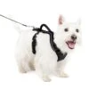 EasySport Harness -PetSafe® jztzscw8lvzsfj9qok0l 4d5999ff e1cb 4a1c a81e 96b4bf87e7f5
