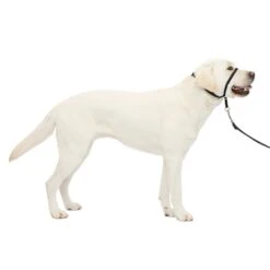 Gentle Leader® Headcollar, No-Pull Dog Collar -PetSafe® khql66txs6eomiphsn01