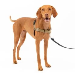 Easy Walk® Harness, No Pull Dog Harness -PetSafe® kjpqy61ontnjpzx6hsq8 c5b154b3 98f7 41d6 87d4 58e04ef13fc5