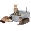 Multi-Cat Litter Box 1 Multi-Cat Litter Box -PetSafe® kncbgbnx1rmfxj438ktd b97d89ec cb7d 4049 b036 c835fc92e5d9