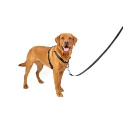 PetSafe® -PetSafe® mhigjtavajo5lfxuolkt 1079cb1e ccbc 4dff bd22 bd42494acd3a