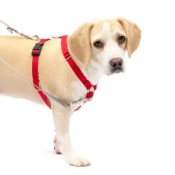 Sure-Fit Harness® - Large -PetSafe® mxygnoax2uwaeboelayh 0d4a182a a5cc 44fd a99d 6c0f038884ff
