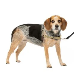 Easy Walk® Harness, No Pull Dog Harness -PetSafe® n7ruuwvgtcockc174fnk 96946040 1a9f 4b5b 98ce af76f3d27d24