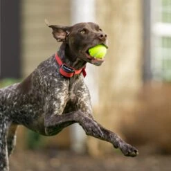 3/4" Rust Replacement Collar Strap With No Holes -PetSafe® obhw5mrxdh3hhjiy8gzf ee42f435 121a 4a33 b9fa 326b1ae1012c