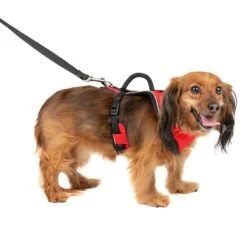 EasySport Harness 41 EasySport Harness -PetSafe® ov7lu9sm37bwen03syen aca6e243 b214 4cc7 8613 74e945595fcb