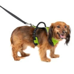 EasySport Harness 31 EasySport Harness -PetSafe® pco4bhujsdeqndcobkai 00c6f6f3 060a 40b9 a38f a69d628a2317