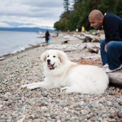 Big Dog Remote Trainer -PetSafe® pdt00 13411 e