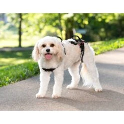 CareLift™ Support Harness -PetSafe® pi0j1dvdfiypybbus7pt 5c9cbe8b 005a 47af 9f78 99863fc45780