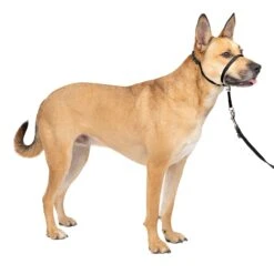 Gentle Leader® Headcollar, No-Pull Dog Collar -PetSafe® ppaeb530drdsxj7xrvgp 6e8394cb c796 484f ba81 d2240fc4c5d7