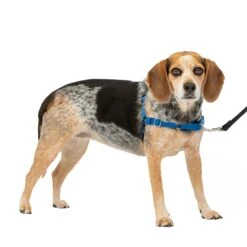 Easy Walk® Harness, No Pull Dog Harness -PetSafe® pyl4le2ff04ar4fpcxou 540f100b 3ced 4a96 b552 1c5d3464d94e