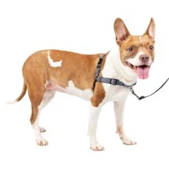Deluxe Easy Walk® Harness -PetSafe® q1amqtcnirptohsbqdpl 0e01fcb2 f96a 4f7b 9ad7 1ee057147b7d