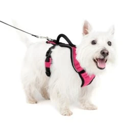 EasySport Harness 38 EasySport Harness -PetSafe® qjh5frxfov8ximejzhsx db913551 1ad4 4c96 938e d3c9fa36cbef