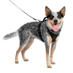 EasySport Harness 25 EasySport Harness -PetSafe® savpbnvvwdr6h6hh3xtv defaffba 157f 4f32 9286 66c71a21b444