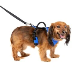 EasySport Harness 36 EasySport Harness -PetSafe® tgjqjj9zijgqxcvmsjpt 6db2f19c cce5 4e10 aa63 5463724921a5