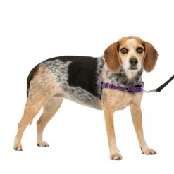 Easy Walk® Harness, No Pull Dog Harness -PetSafe® th4s65qxovk3qrdvdw2p 2f1dd798 7fb2 4f32 9261 bba0f91d4717