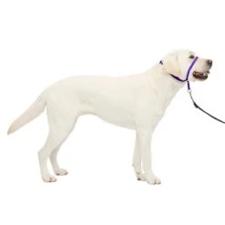 Gentle Leader® Headcollar, No-Pull Dog Collar -PetSafe® u7pyqopqxtbl06qfi0ys