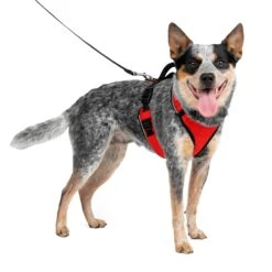 EasySport Harness 27 EasySport Harness -PetSafe® uymzoqmkzucdmnduvvig 8648ec9f 8edf 48e3 91ec cfdd4c6f8ce2