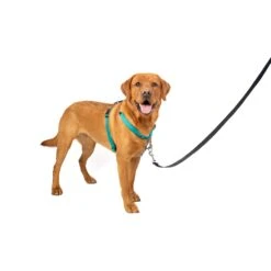 3 In 1 Harness -PetSafe® x8zqgzeaeq3yglhqvnvi 1797be5a 866c 4e6c 9a22 a9f829f4ee2e